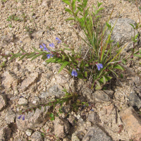 scutellaria_galericulata5bd