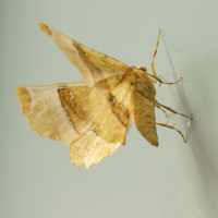 selenia_lunaria2md