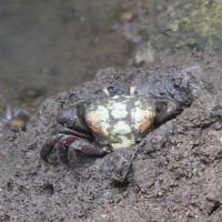 Ucides cordatus (Crabe mantou)