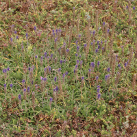 veronica_spicata7md