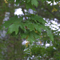 acer_macrophyllum2md (Acer macrophyllum)