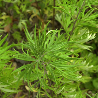 artemisia_verlotiorum2md (Artemisia verlotiorum)