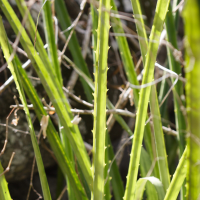 bromelia_plumieri2md (Bromelia plumieri)