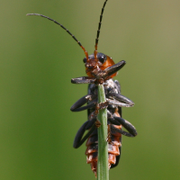 cantharis_fusca1md