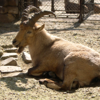 Capra caucasica (Chèvre du Caucase occidental, Tur du Caucase)