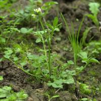 cardamine_hirsuta3md (Cardamine hirsuta)