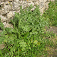 Carduus tenuiflorus (Chardon à petites fleurs)
