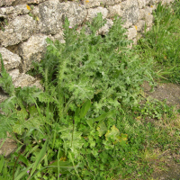 carduus_tenuiflorus1md (Carduus tenuiflorus)