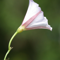 convolvulus_arvensis5bd (Convolvulus arvensis)