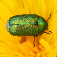 Cryptocephalus globicollis (Cryptocéphale à corselet globuleux)