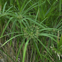 cyperus_involucratus2md