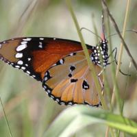 danaus_chrysippus3bd (Danaus chrysippus)