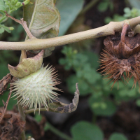 datura_inoxia2md (Datura inoxia)