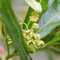 dodonaea_viscosa3md (Dodonaea viscosa)