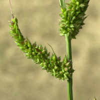 echinochloa_crus-galli4bmd (Echinochloa crus-galli)