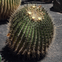 Ferocactus histrix (Cactus)
