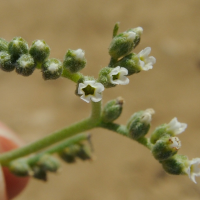 heliotropium_marifolium2md