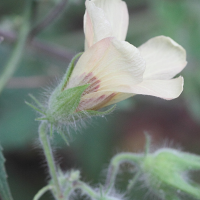 hibiscus_physaloides4md