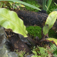Hymenodium crinitum (West Indian tonguefern, Hymenodium)