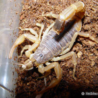 Mesobuthus martensii (Scorpion)