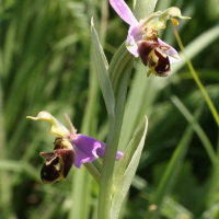 ophrys_apifera4md