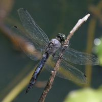 orthetrum_brunneum6bd