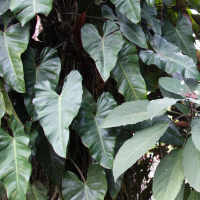 Philodendron fragrans (Philodendron)