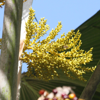 Pritchardia pacifica (Palmier éventail du Pacifique)