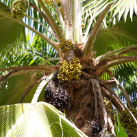 pritchardia_pacifica4md
