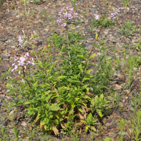 Saponaria officinalis (Saponaire officinale)