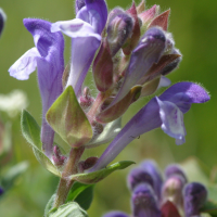 scutellaria_alpina2bd (Scutellaria alpina)