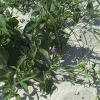 Solanum dulcamara (Morelle Douce-amère)