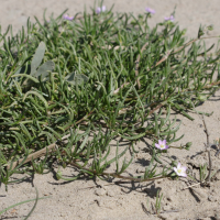 Spergula maritima (Spergulaire marine)