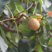 aesculus_pavia2md (Aesculus pavia)