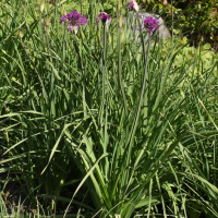 Allium stellatum (Ail étoilé)