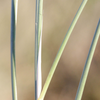 ammophila_arenaria3bmd