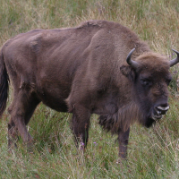 bison_bonasus4bd