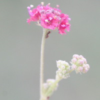 boerhavia_coccinea1md (Boerhavia coccinea)