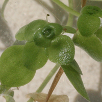 Callitriche stagnalis (Callitriche des étangs)