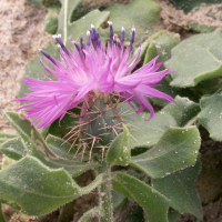 centaurea_sphaerocephala5bd (Centaurea sphaerocephala)