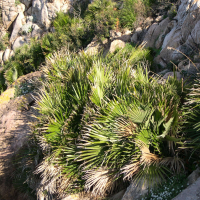 chamaerops_humilis2md (Chamaerops humilis)