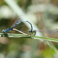 coenagrion_pulchellum4bd (Coenagrion pulchellum)