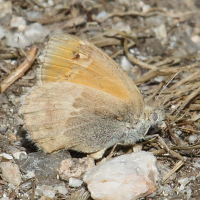 coenonympha_glycerion4bd (Coenonympha glycerion)