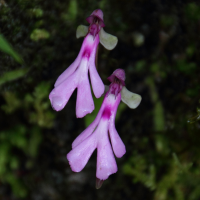 cynorkis_lowiana4md (Cynorkis (Cynorchis) lowiana)