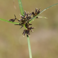 cyperus_fuscus4md (Cyperus fuscus)