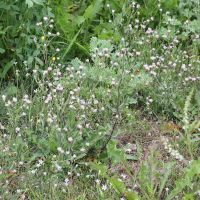 erigeron_acris2md (Erigeron acris)