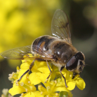 eristalis_interrupta2bd (Eristalis nemorum)