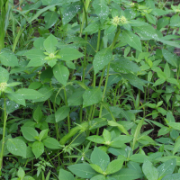 euphorbia_heterophylla4md (Euphorbia heterophylla)