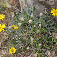 Gazania rigens (Gazania)