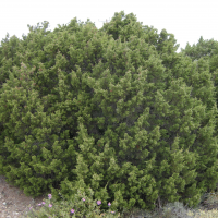 juniperus_phoenicea3md